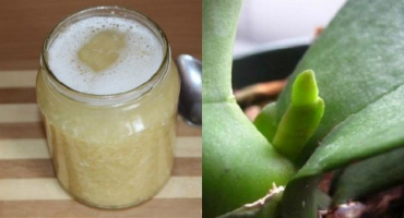 Výhody a poškození česnekové vody pro zalévání pokojových květin a jak vařit